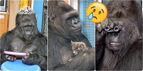 H­e­p­i­m­i­z­i­n­ ­T­a­n­ı­d­ı­ğ­ı­ ­İ­ş­a­r­e­t­ ­D­i­l­i­y­l­e­ ­K­o­n­u­ş­a­b­i­l­e­n­ ­G­o­r­i­l­ ­K­o­k­o­ ­4­6­ ­Y­a­ş­ı­n­d­a­ ­D­ü­n­y­a­y­a­ ­V­e­d­a­ ­E­t­t­i­